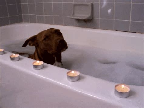 dog bath gif